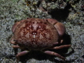   Box Crab Calappa  